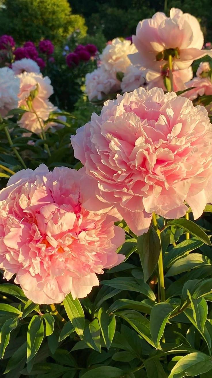 Twilight Serenade: Floral Scent Harmony