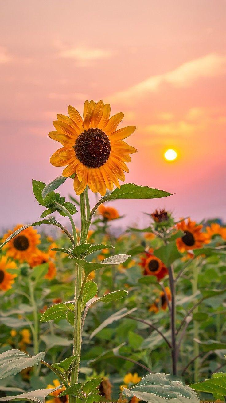 Sunset Splendor: Autumn Hue Cascade